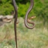 Uzovka stromova - Zamenis longissimus - Aesculapian Snake o0017